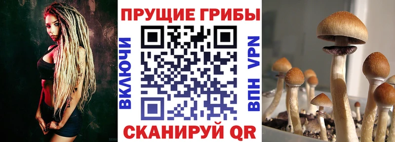 Псилоцибиновые грибы Psilocybine cubensis Южно-Сухокумск